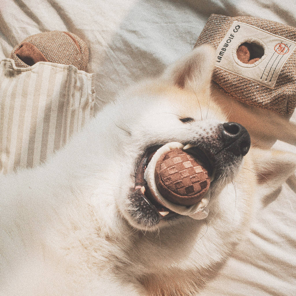 Expresso pop Schnüffelspielzeug