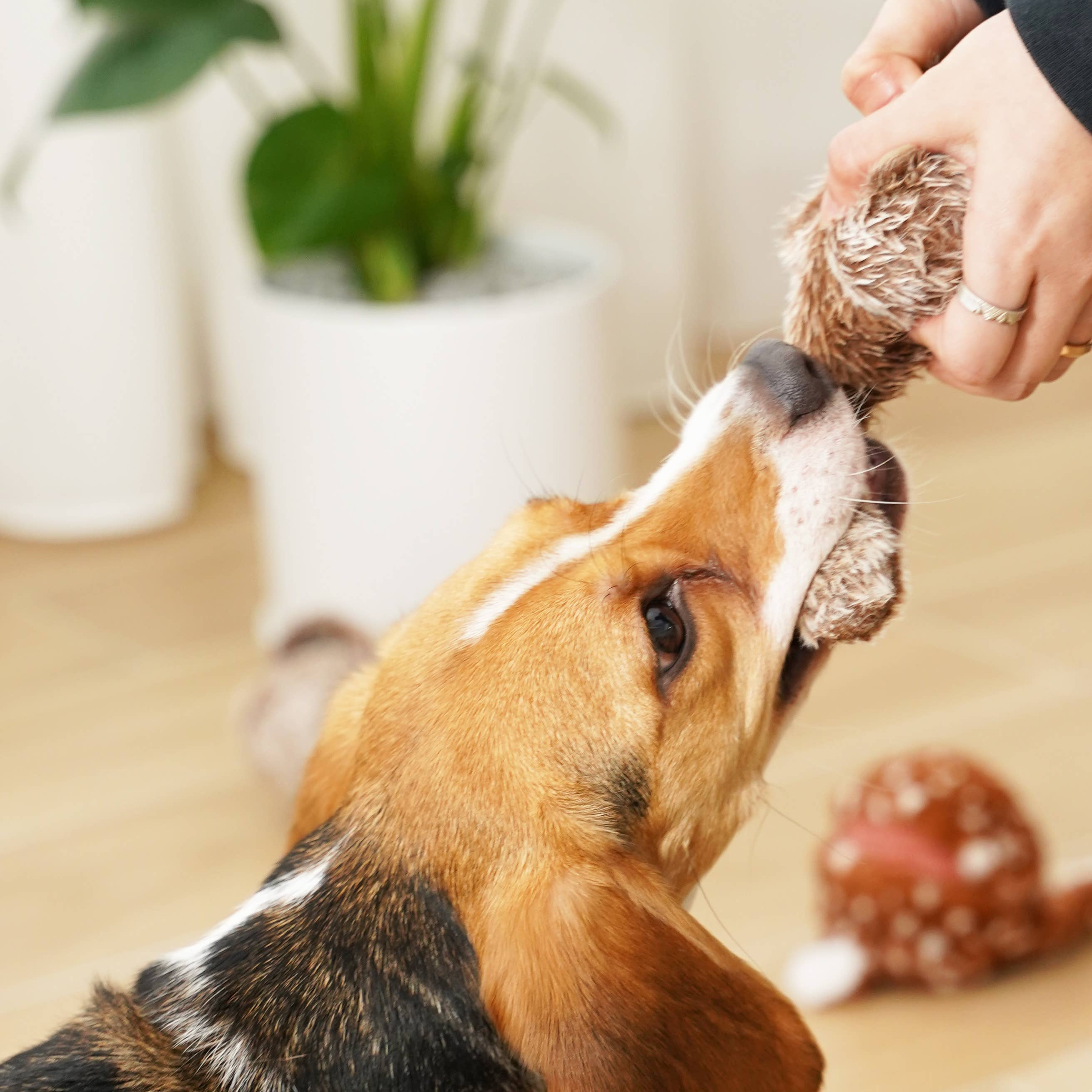 Squirrel POP Beschäftigungsspielzeug