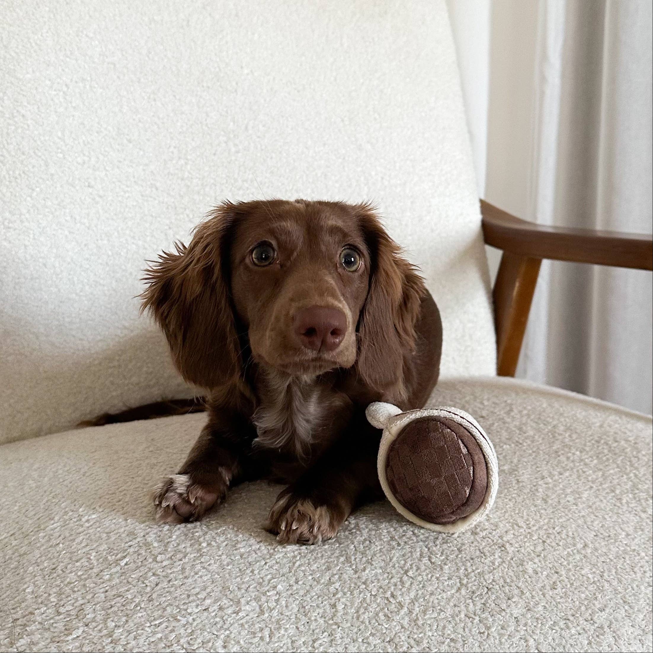 Expresso pop Schnüffelspielzeug